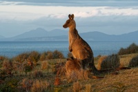 Klokan obrovsky - Macropus giganteus - Eastern Grey Kangaroo 3653